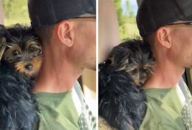 Yorkie Puppy Cuddles behind Dad’s Neck in Car featured image