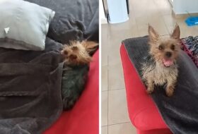 Yorkie has Hilarious Case of Zoomies featured image