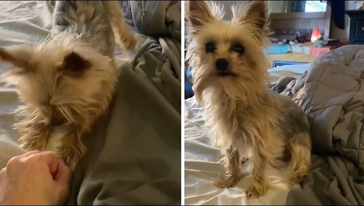 Playful Yorkie is Obsessed with his Favorite Squeaky Toy featured image