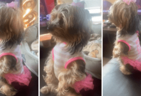 Goofy Yorkie Totally Forgets How to be a Dog featured image