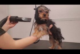Yorkie Gets Very Excited at the Groomers featured image