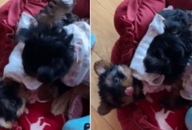 Yorkie Pups Wrestle Each Other featured image