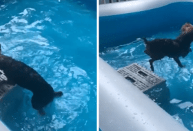 Happy Yorkie Loves to Swim in his Pool featured image