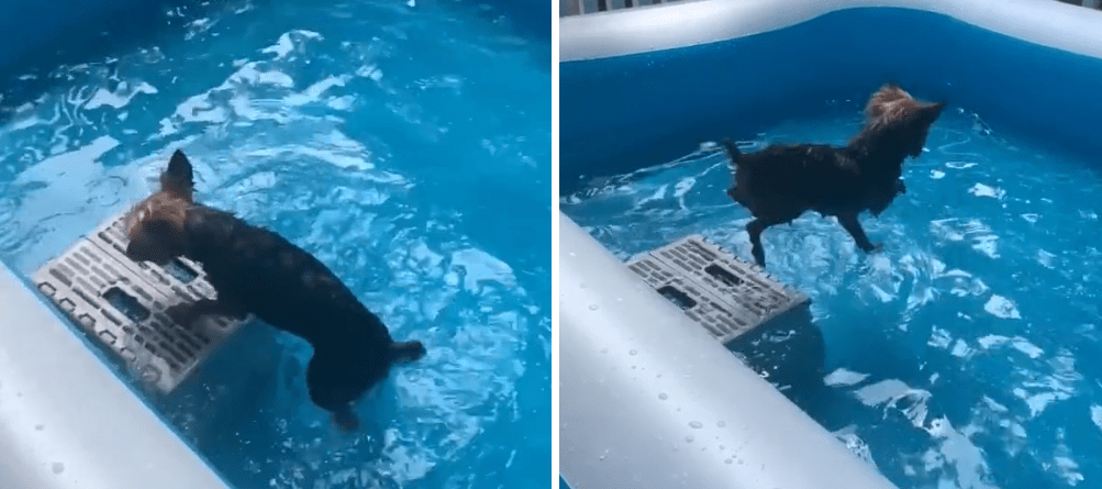 Happy Yorkie Loves to Swim in his Pool featured image