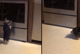 Adorable Yorkie Can’t Handle Seeing Her Reflection featured image