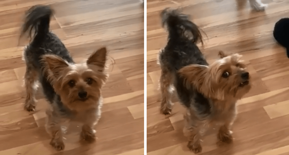 Bossy Yorkie Demands To Go Outside, Immediately After Coming Inside