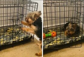 Yorkie opens kennel door after getting in trouble featured image