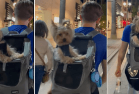 Cute Yorkie Rides in a Backpack  featured image