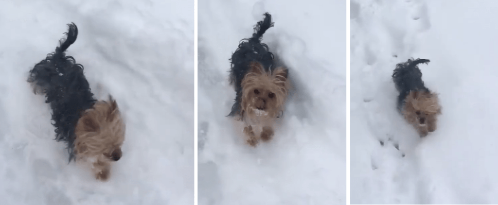 Yorkie Has Time of His Life in the Snow Featured Image