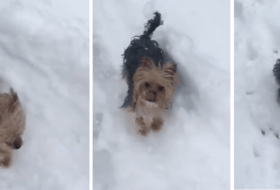 Yorkie Has Time of His Life in the Snow Featured Image