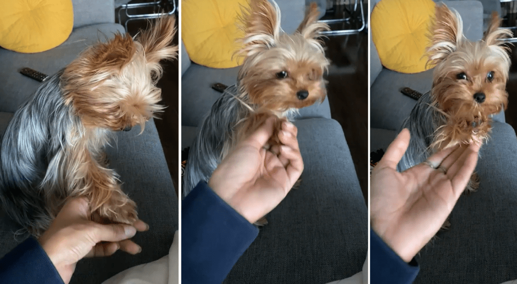 Yorkie Politely Asks Mom for a Handshake Featured Image