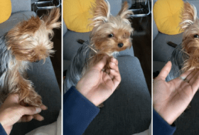 Yorkie Politely Asks Mom for a Handshake Featured Image