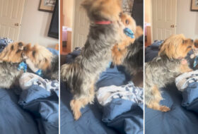 The Yorkie Siblings Play Tug of War featured Image
