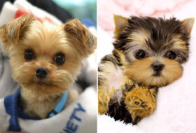6 Rules Yorkies Have Established For Humans to Follow featured image 2