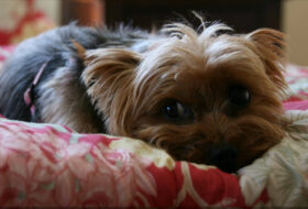 5 problems all yorkie owners must face featured image