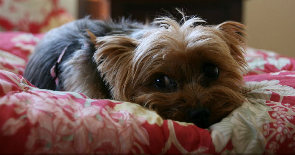 5 problems all yorkie owners must face featured image