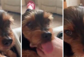 Adorable Yorkie Begs Mom for Attention featured image