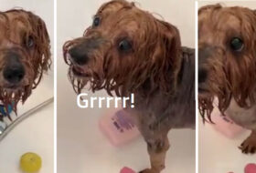 Yorkie doesn’t want Bath time to End featured image
