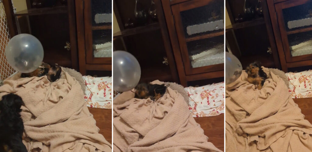 Yorkie Puppy is Obsessed with Balloon featured image