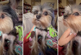 Anxious Yorkie NeedsAttention from Mom featured image