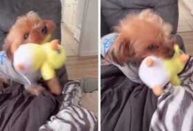 Cute Yorkie Loves his Little Duck Toy featured image