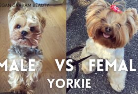 Male Vs Female Yorkie featured image