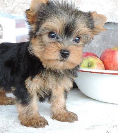 Science Proves Your Yorkie Adopts Your Personality Over Time image