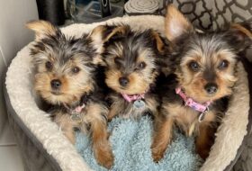 Jayne-Doherty - the yorkie club, featured image
