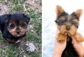 Data Confirms Yorkie Owners Are Happier Than People Without Yorkies featured image