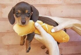 Funniest & Cutest Dachshund Puppies featured image