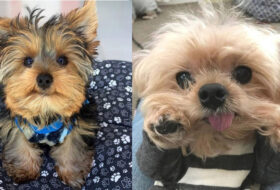 Science Proves Your Yorkie Adopts Your Personality Over Time featured image