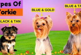 9 Types Of Yorkshire Terrier Colors / Find Out Which Yorkie Has a Short Life Span featured image