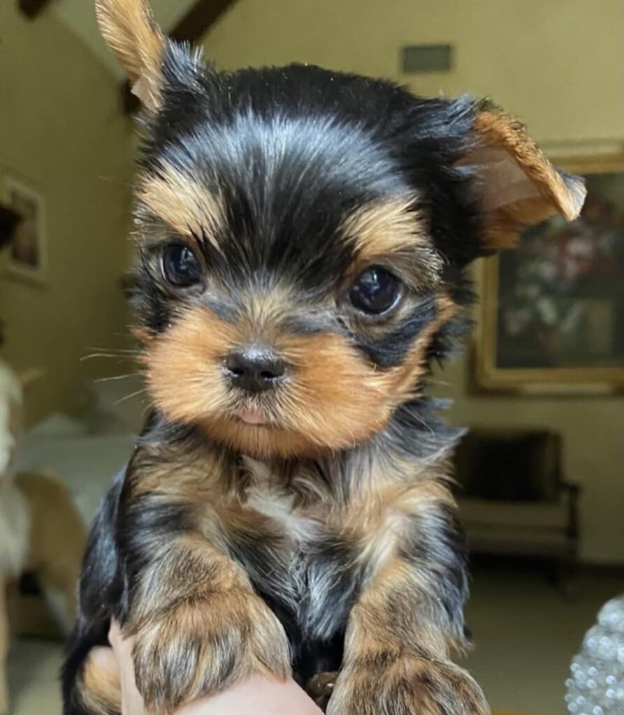 Yorkie puppy from The Yorkie Club in post