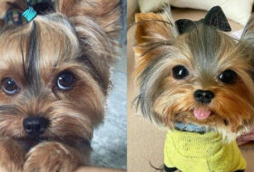 12 reasons never to trust a yorkie featured image