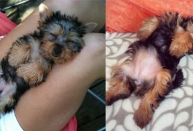 7 Sleeping Positions of Yorkies and What They Reveal About Their Personality featured image