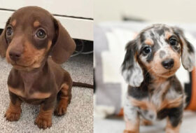 10 Reasons Dachshunds Make Great Family Dogs featured image
