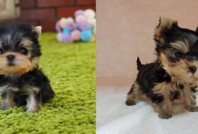 Teacup Yorkie Cost: The Price of Owning a Miniature Cutie featured image