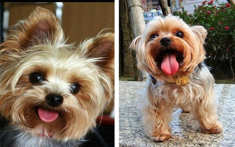 9 Things Your Yorkie Dreams About At Night featured image