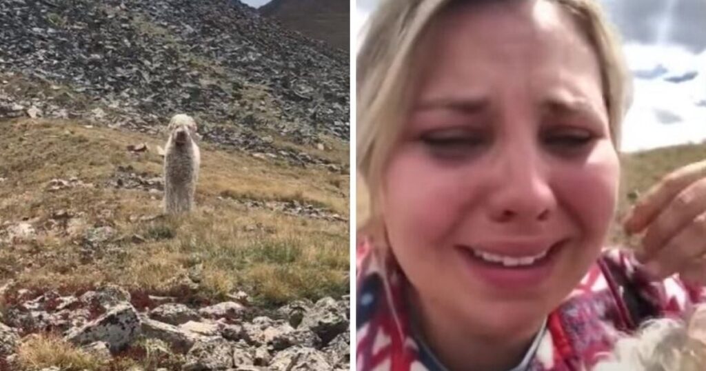 Unimaginable: Dog Lost for 19 Days in Wilderness, Emotional Reunion with Mom featured image