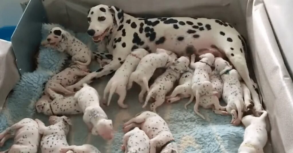 Extraordinary Dalmatian Breaks Records by Birthing 18 Adorable Puppies featured image
