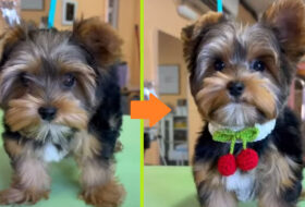 Adorably Sassy Yorkie Gets Amazing Grooming Transformation featured image