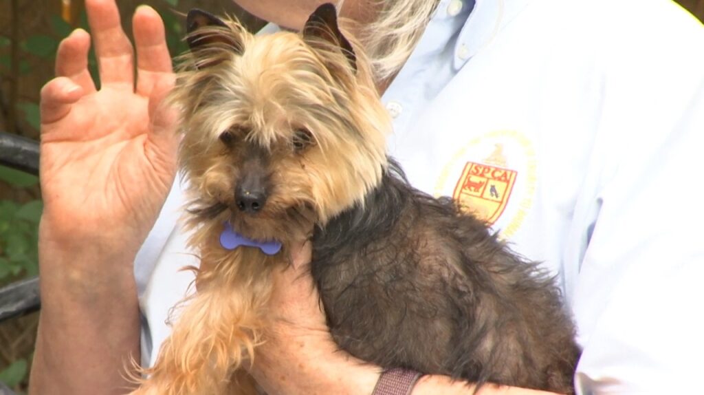 Meet Otto the Yorkie in Search of a Forever Home featured image