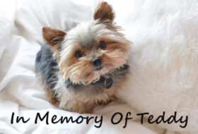 Goodbye to Teddy, a Heartwarming Memorial Video featured image