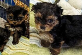 40 Yorkshire Terrier dogs left to fend for themselves after owner passes away featured image