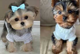 10 Irresistible Traits That Make Yorkies Adorable Pets featured image