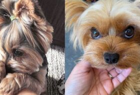 3 Benefits of Having a Yorkie as your Child