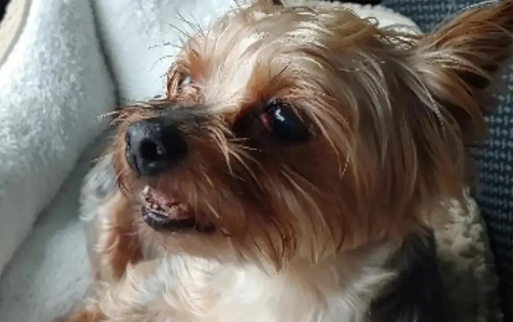 Florida Yorkshire Terrier Attacked By Shark, Miraculously Survives featured image