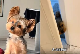 Woman Tries to Buy Cute Yorkshire Terrier, Gets 'a Stalker' Instead featured image